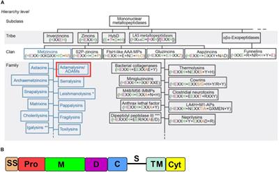 Novel Approaches and Challenges of Discovery of Exosite Modulators of a Disintegrin and Metalloprotease 10